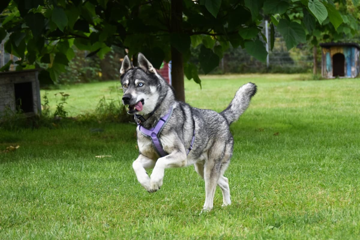 Shadow - Siberian Husky - Bild 11