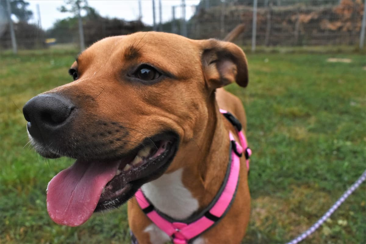 Schnute - American Staffordshire Terrier - Bild 4