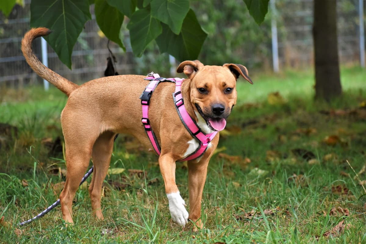Schnute - American Staffordshire Terrier - Bild 1