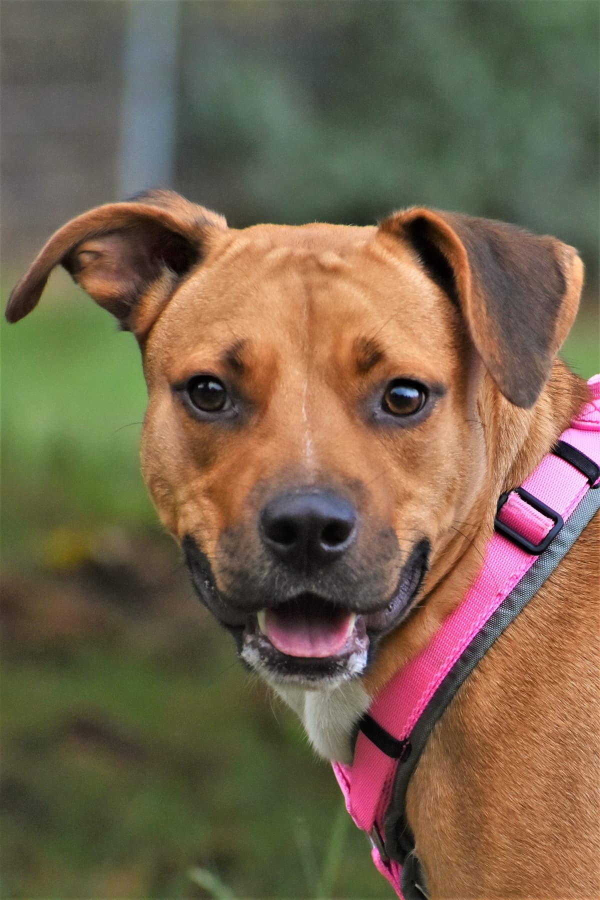 Schnute - American Staffordshire Terrier - Bild 3