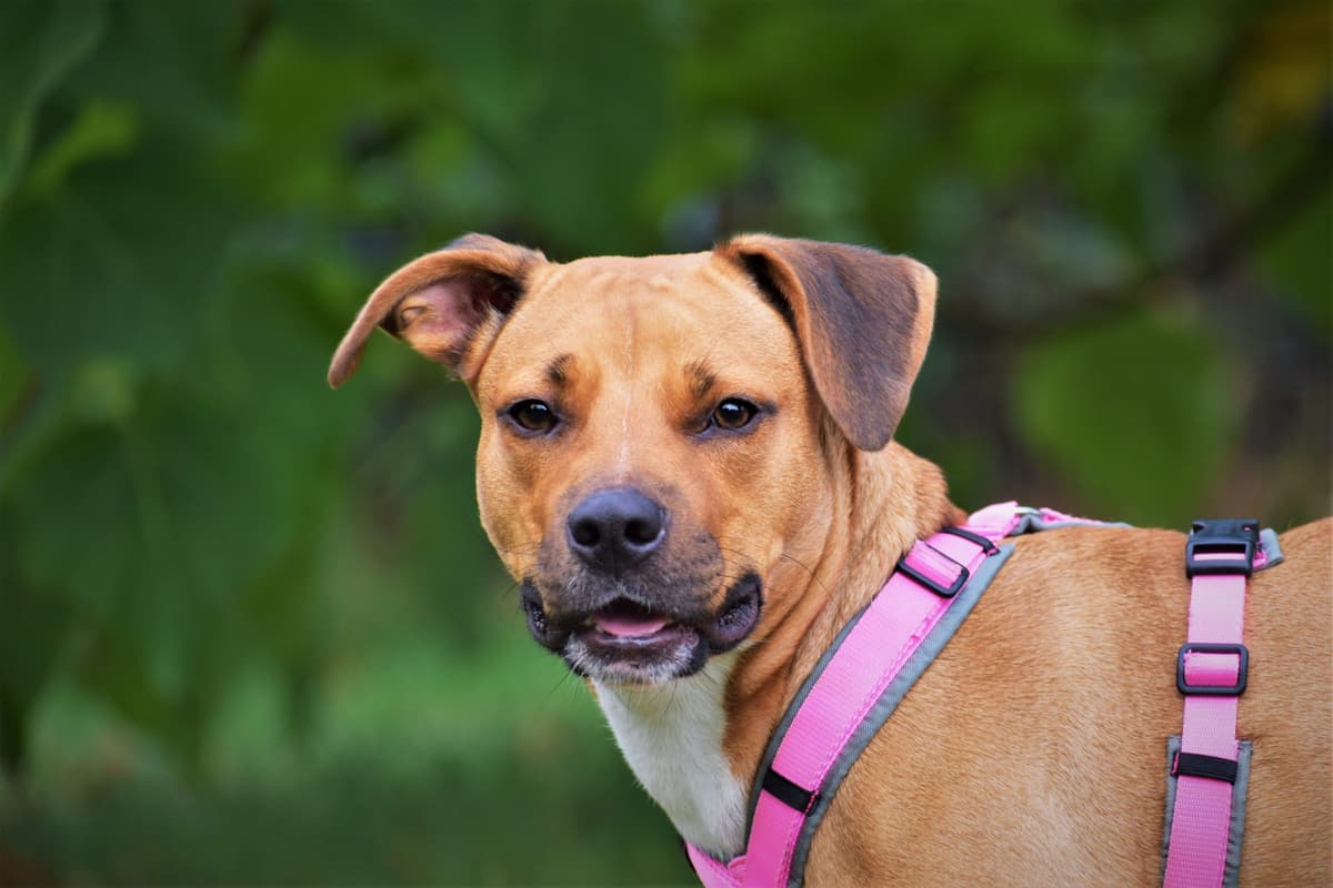 Schnute - American Staffordshire Terrier - Bild 2