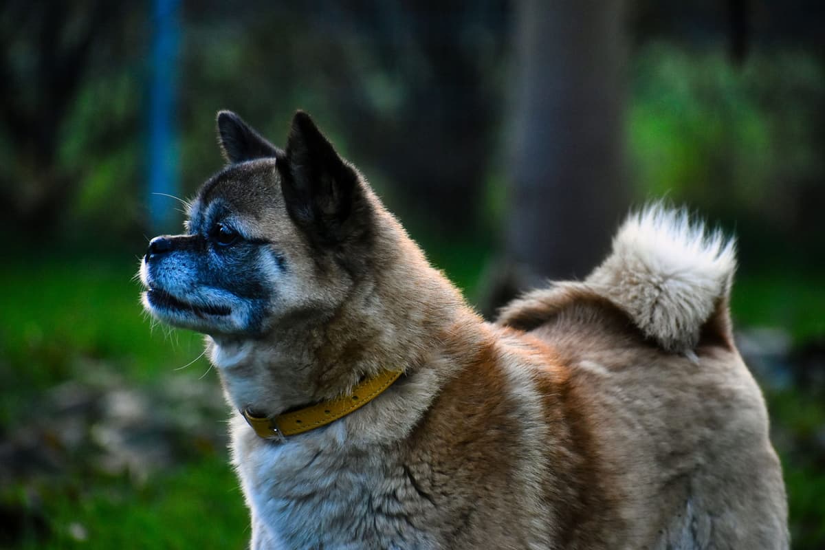 Greta - Mops - Bild 3