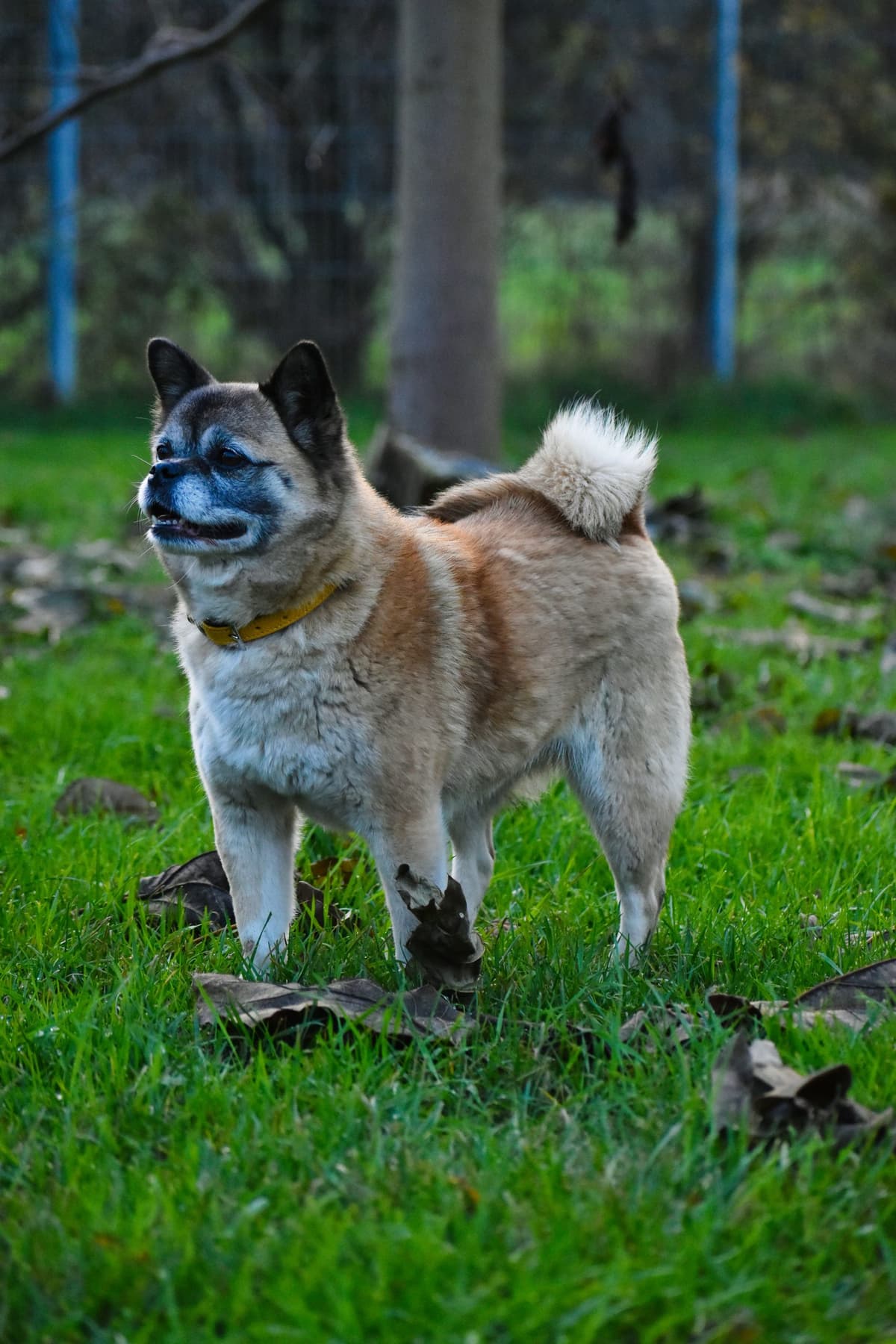 Greta - Mops - Bild 7