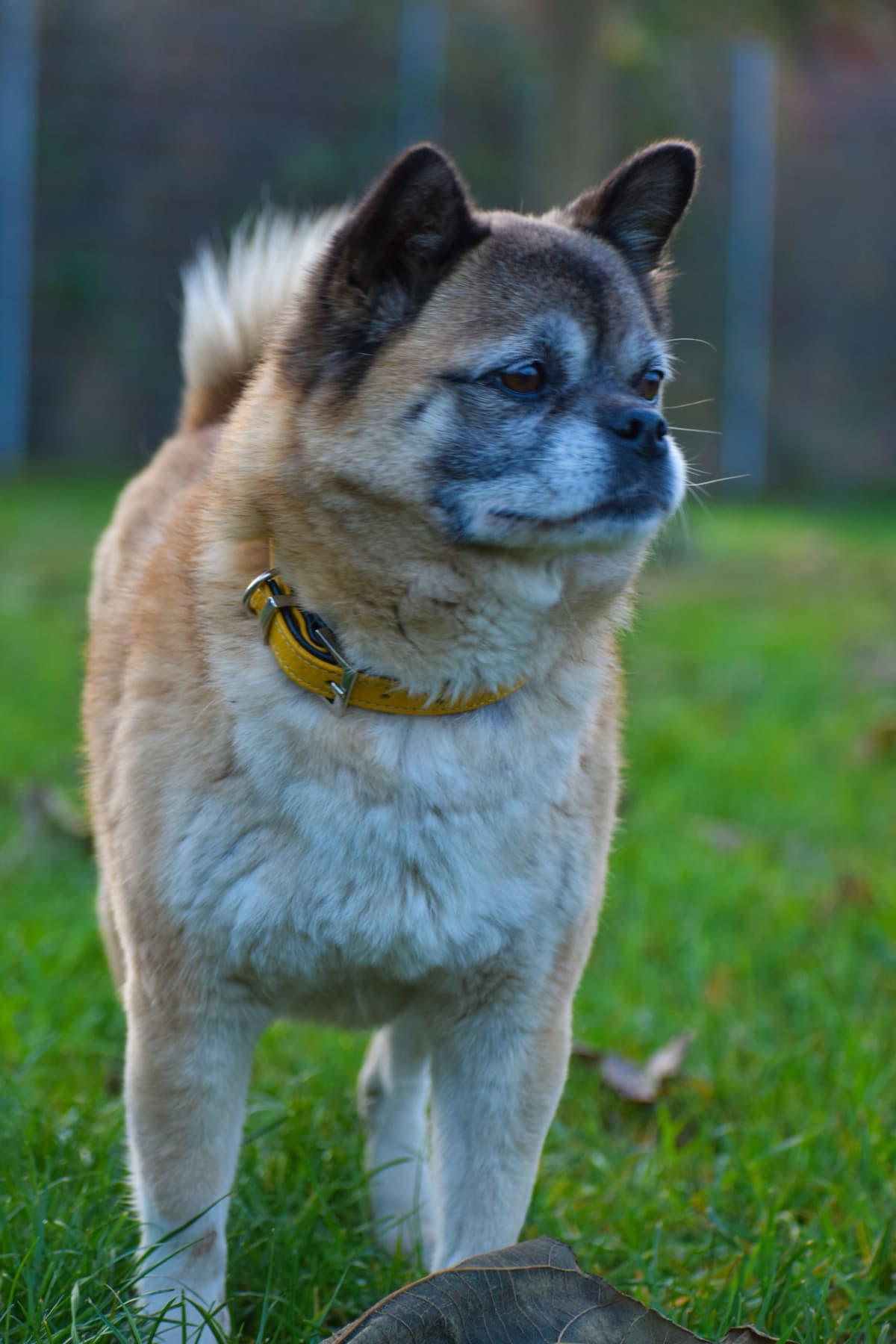 Greta - Mops - Bild 11