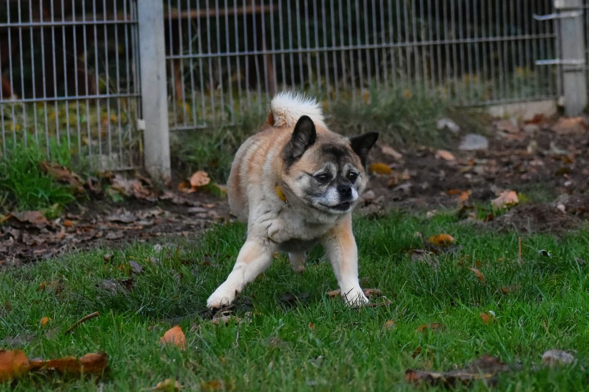 Greta - Mops - Bild 13