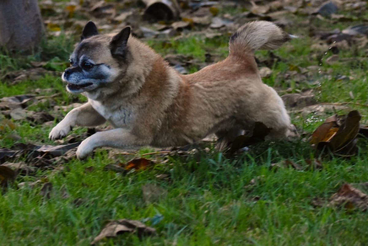 Greta - Mops - Bild 15