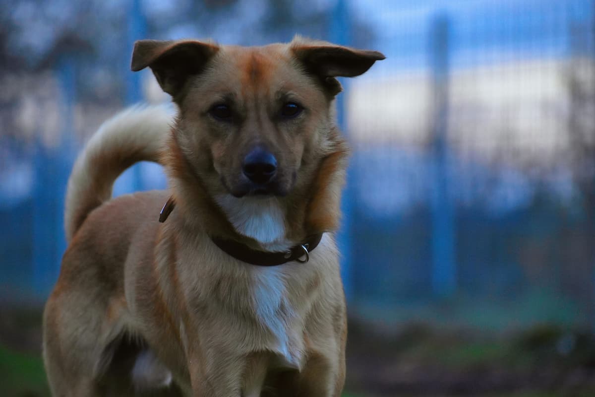 Pablo -  - Bild 4