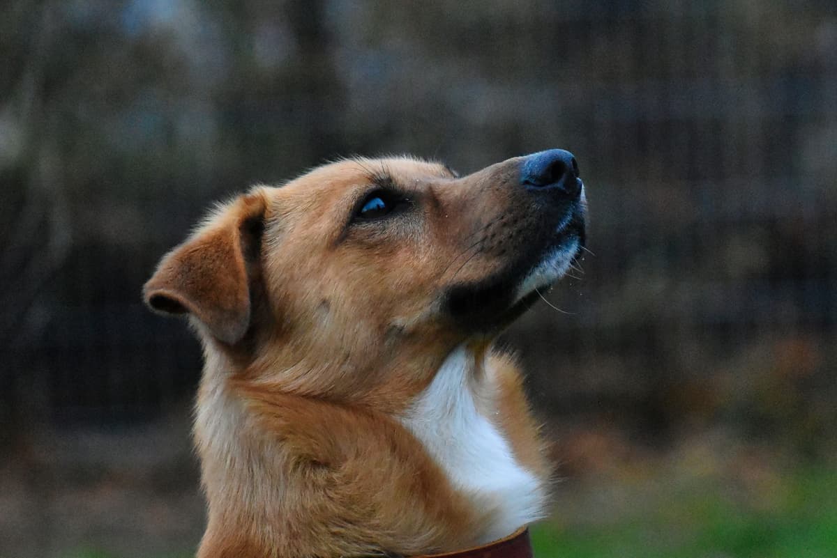 Pablo -  - Bild 3