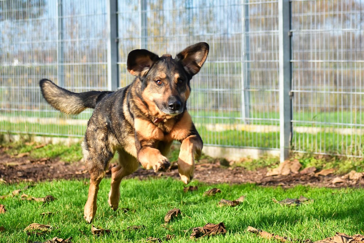 Jenny - Deutscher Schäferhund - Bild 1