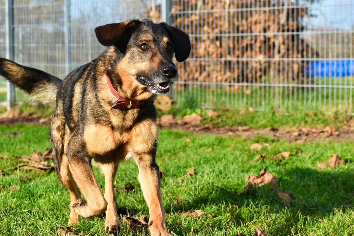 Jenny - Deutscher Schäferhund - Bild 2