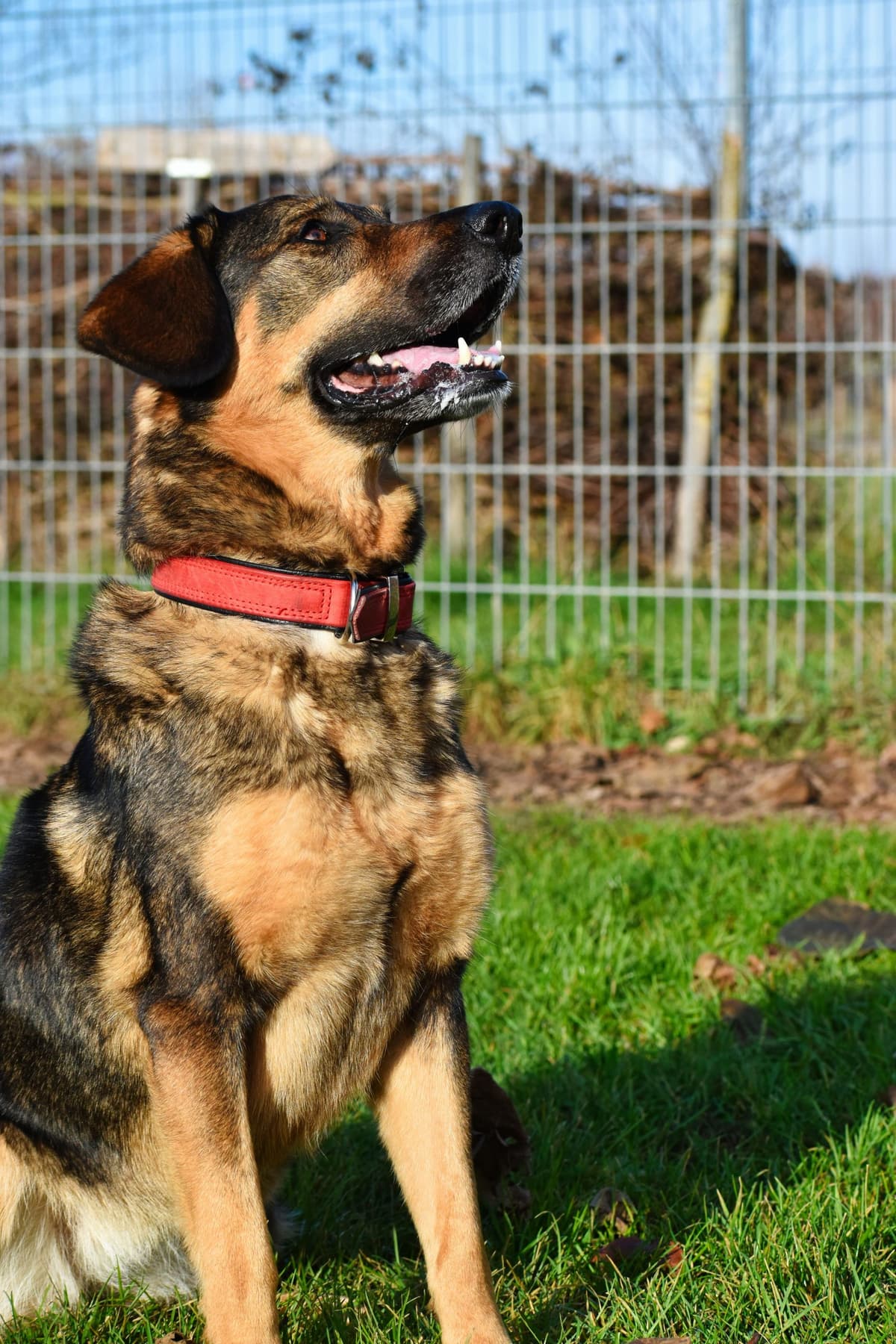 Jenny - Deutscher Schäferhund - Bild 4