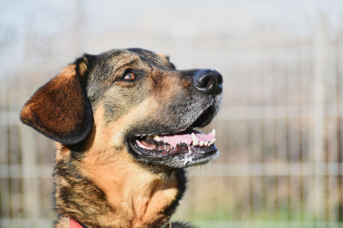 Jenny - Deutscher Schäferhund - Bild 5