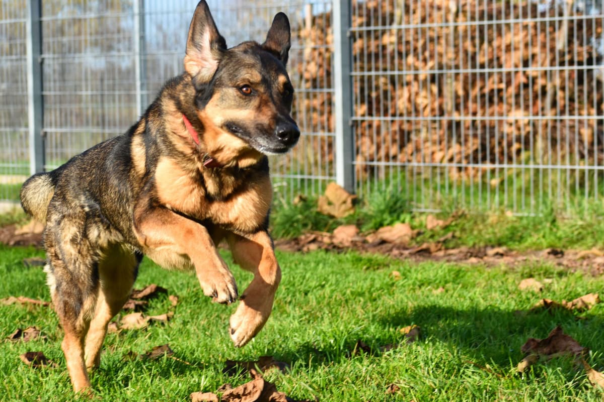 Jenny - Deutscher Schäferhund - Bild 10