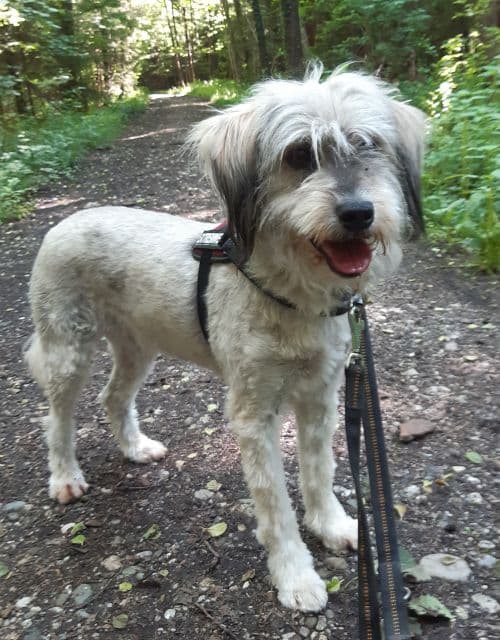 Benson - Bobtail - Bild 5