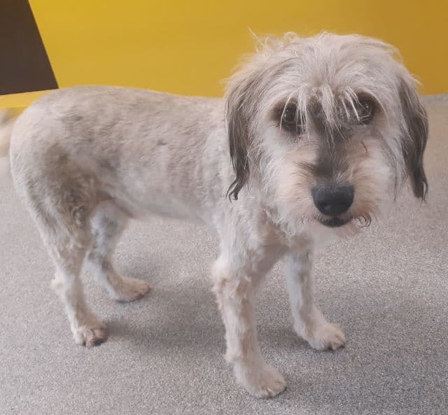 Benson - Bobtail - Bild 6