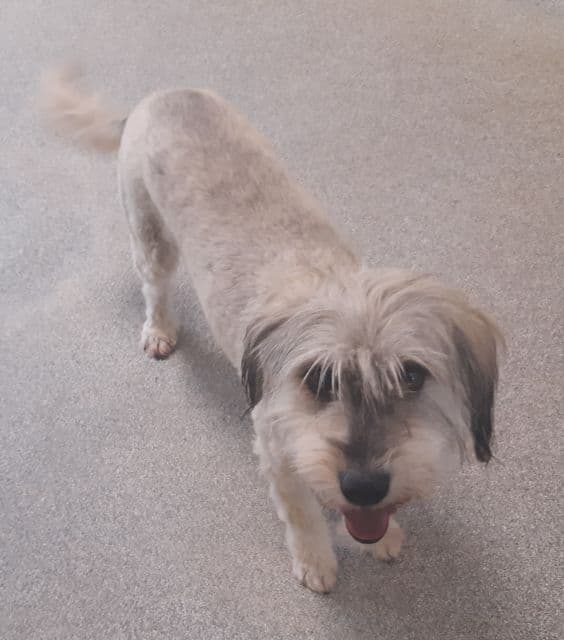 Benson - Bobtail - Bild 7