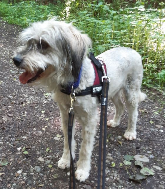 Benson - Bobtail - Bild 8