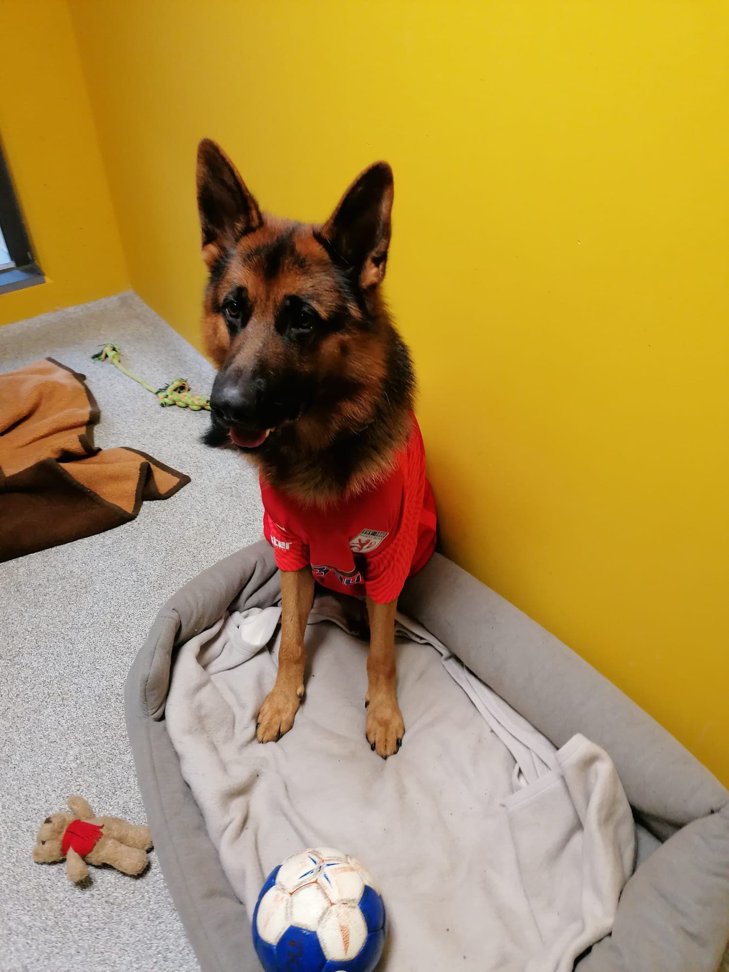 Deutscher Schäferhund Alfi