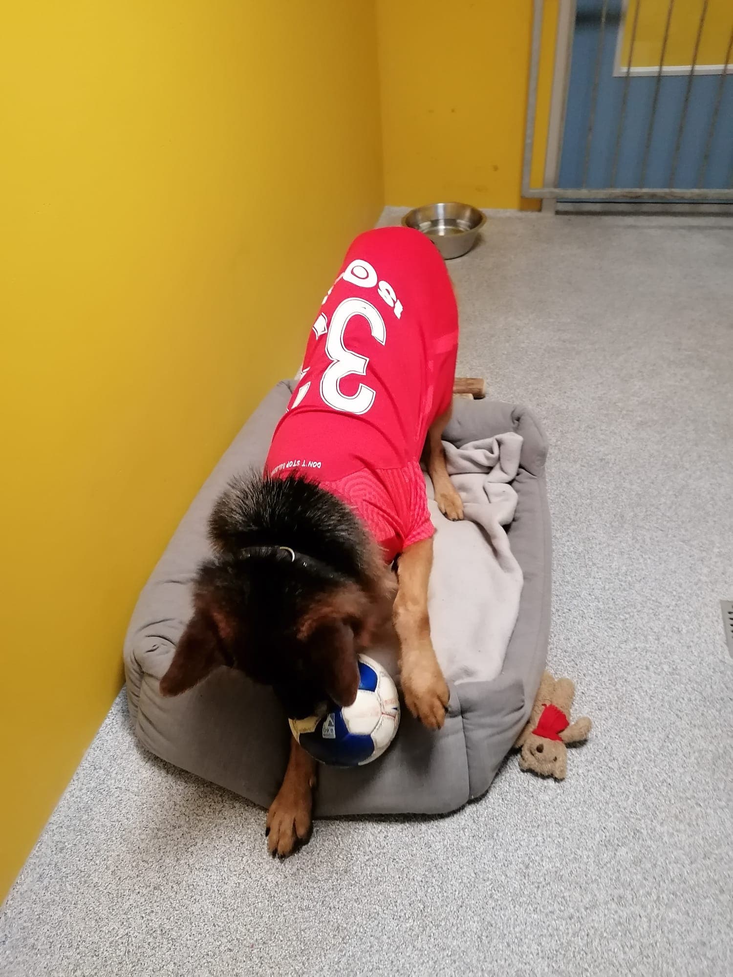 Alfi - Deutscher Schäferhund - Bild 7