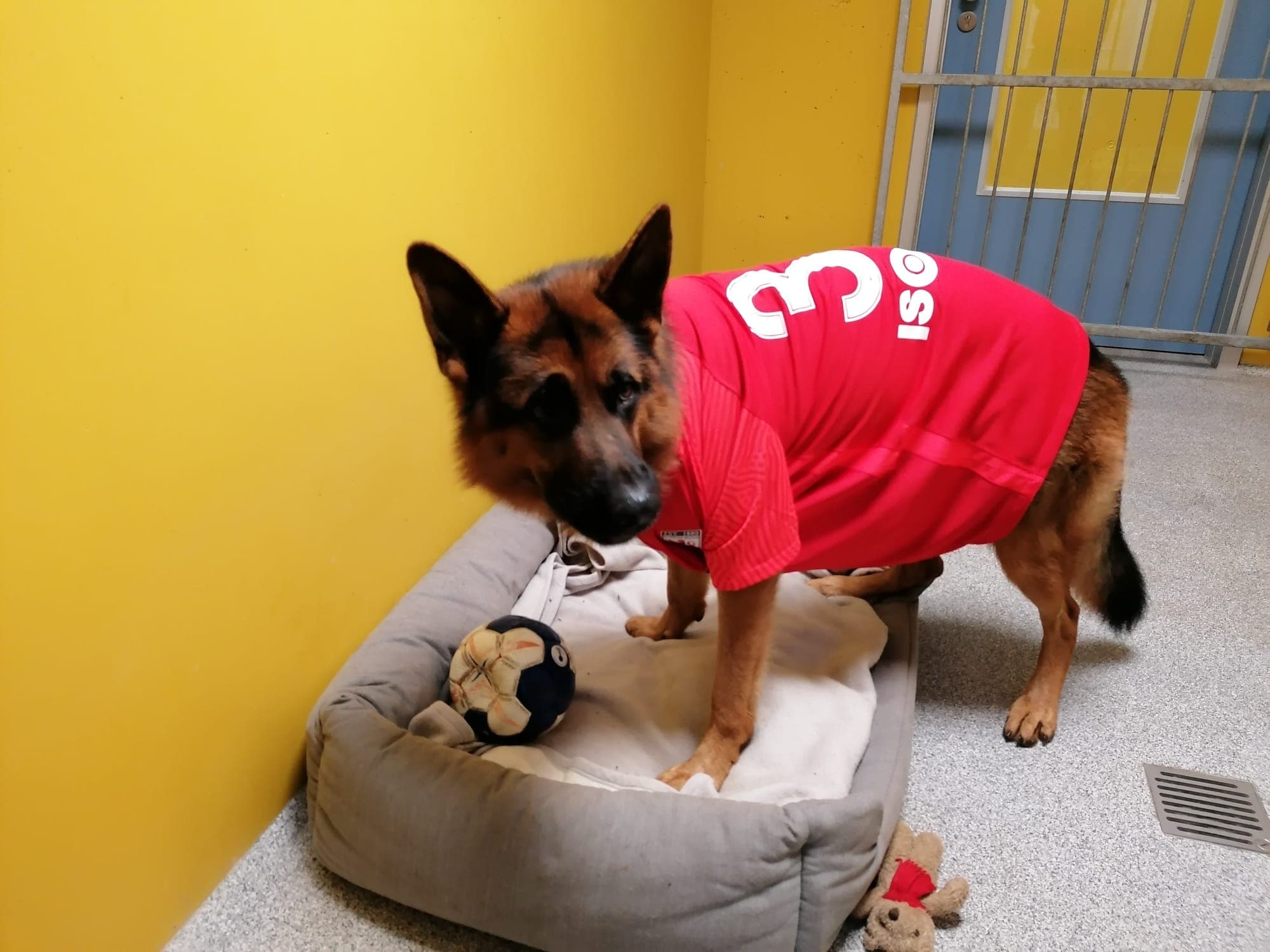 Alfi - Deutscher Schäferhund - Bild 8