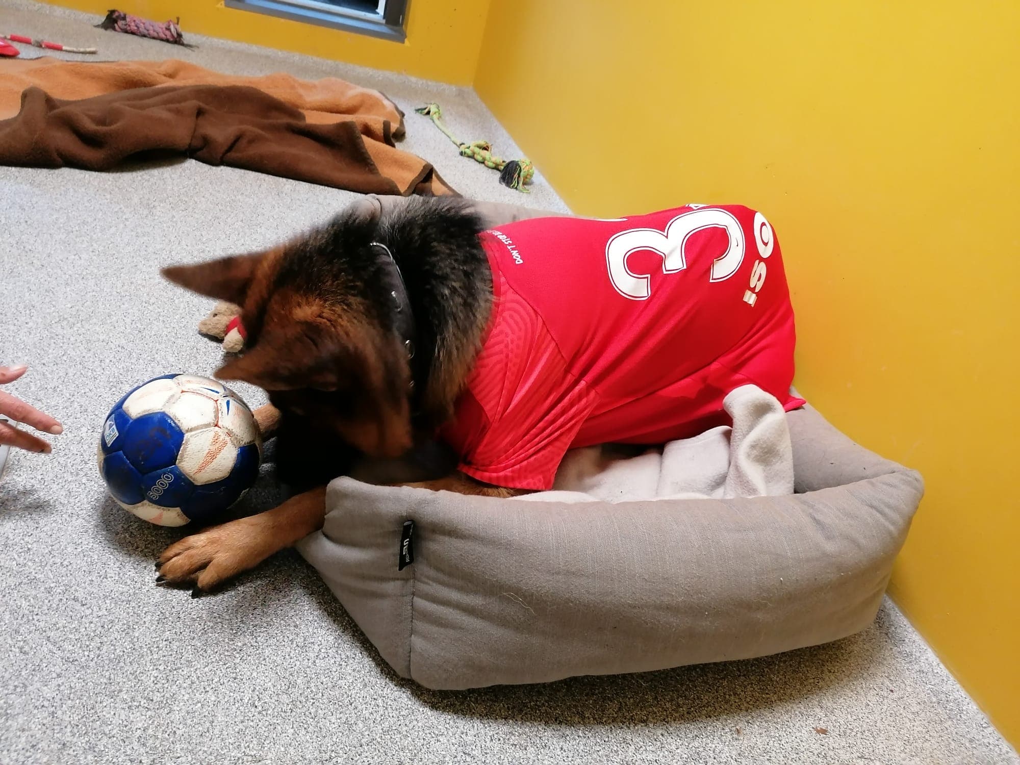 Alfi - Deutscher Schäferhund - Bild 12