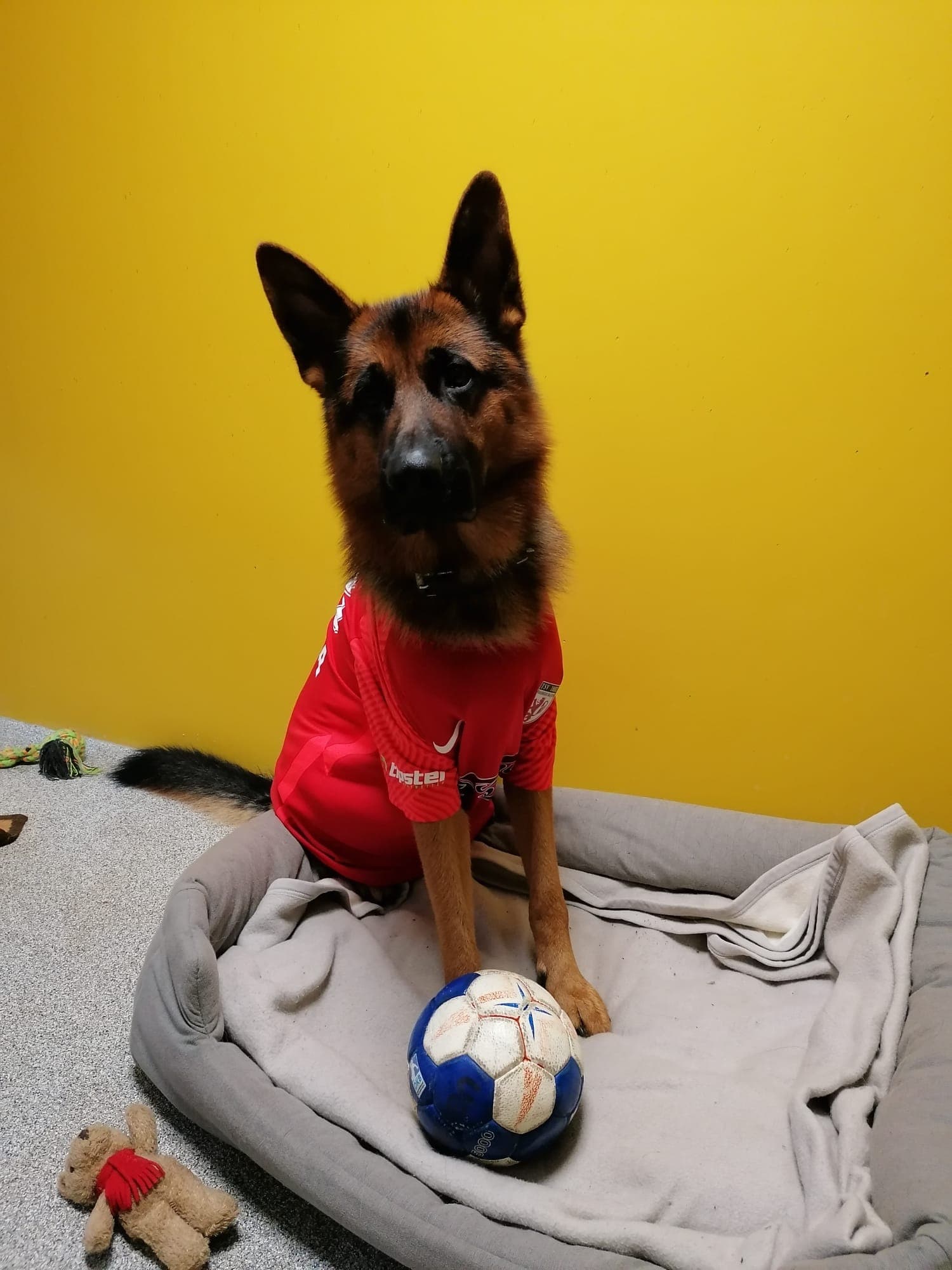 Alfi - Deutscher Schäferhund - Bild 13