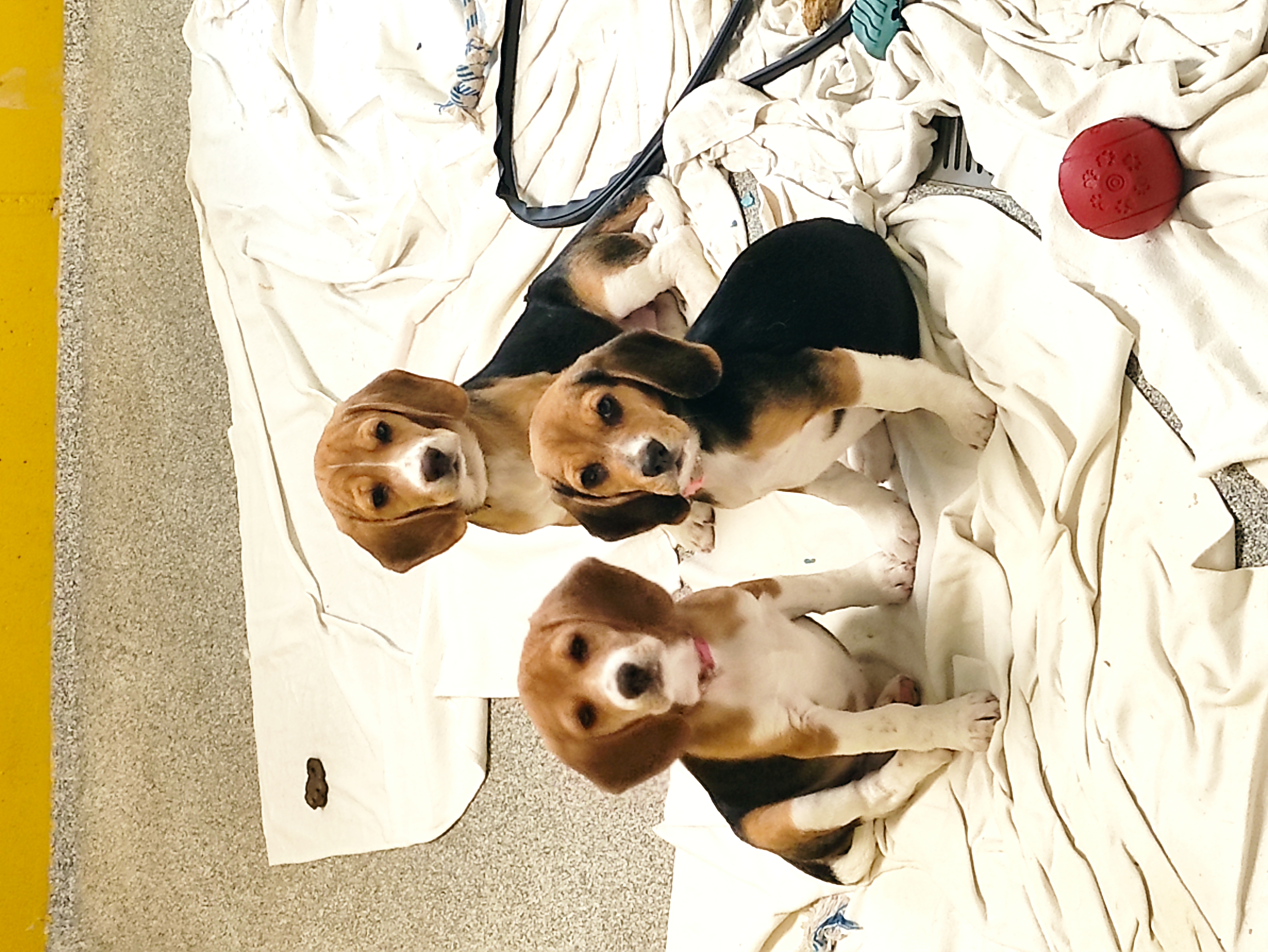 Miles - Beagle - Bild 2