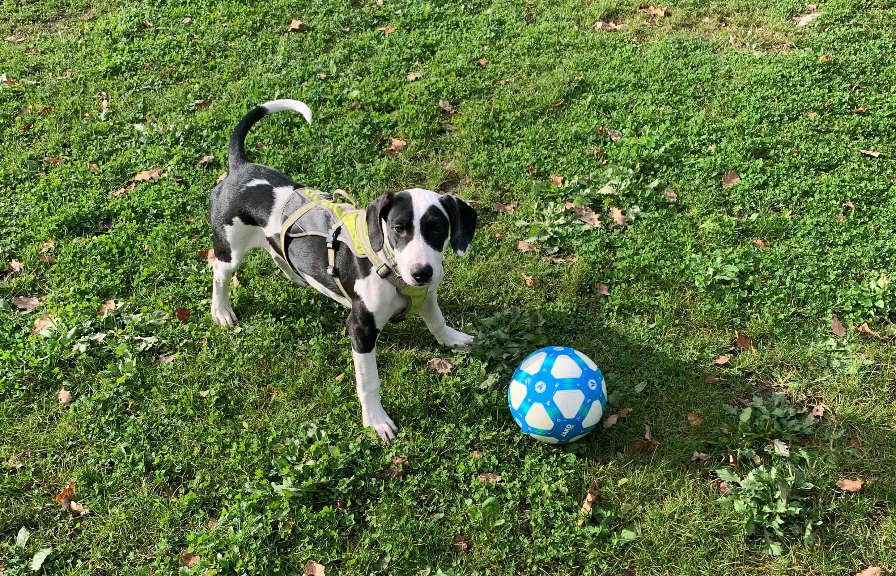 Dogo Argentino-Mix Bambam