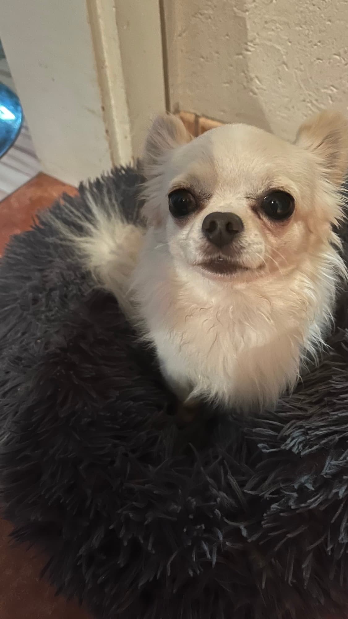Linus - Chihuahua - Bild 4