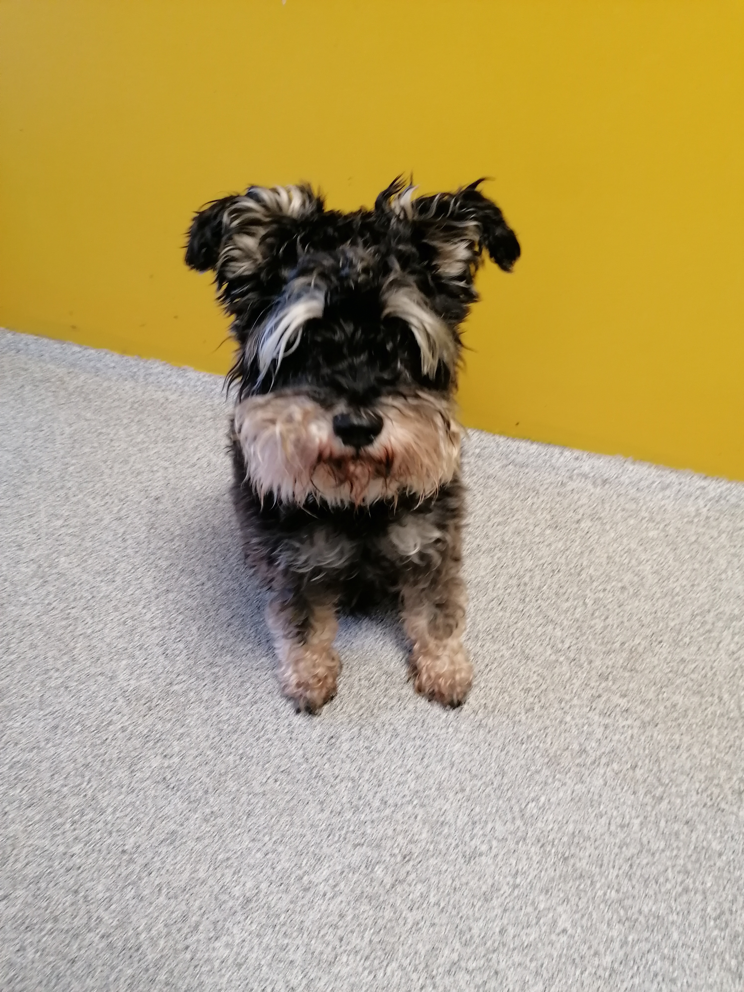 Flori - Zwergschnauzer - Bild 2