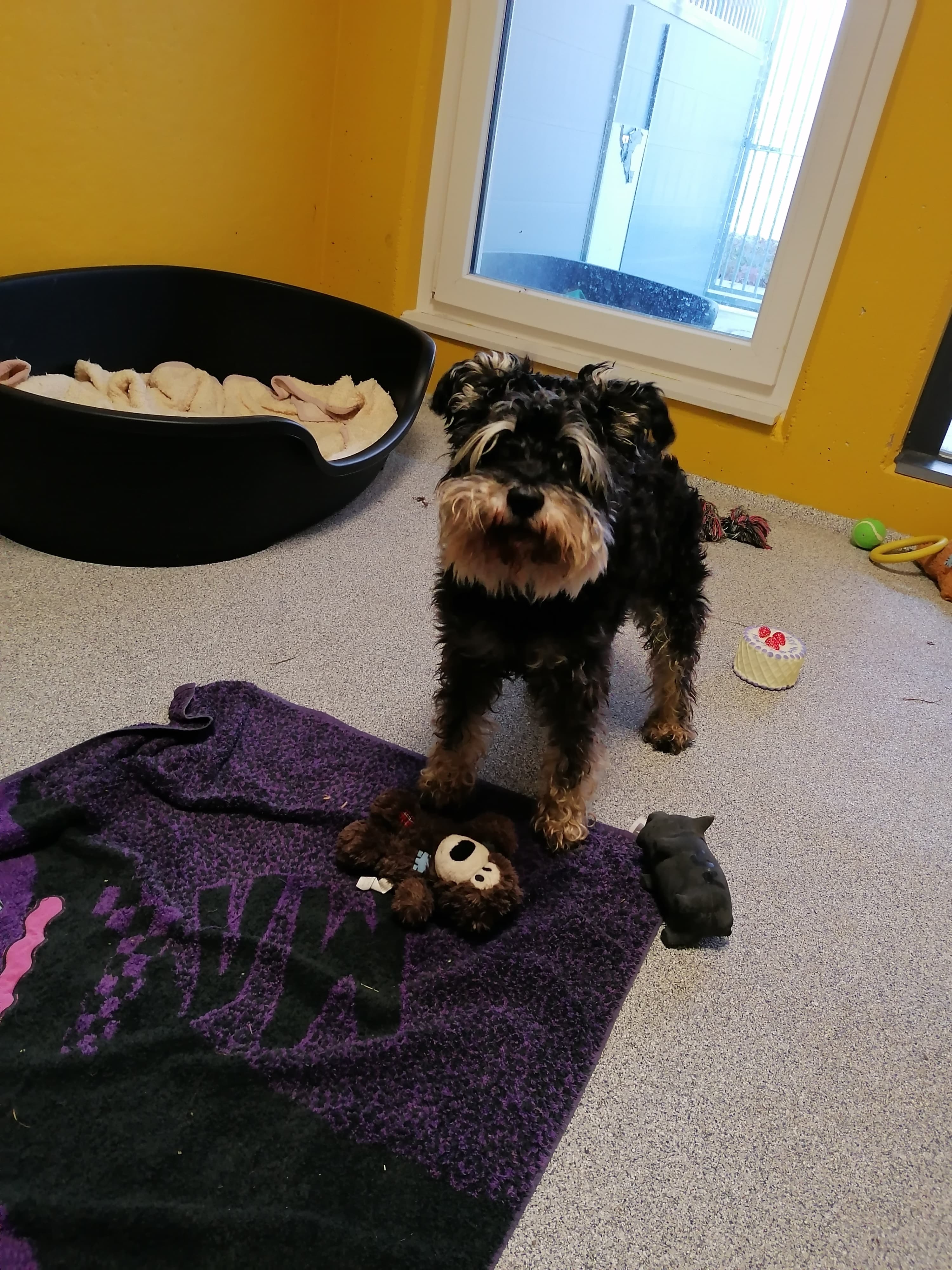 Flori - Zwergschnauzer - Bild 3