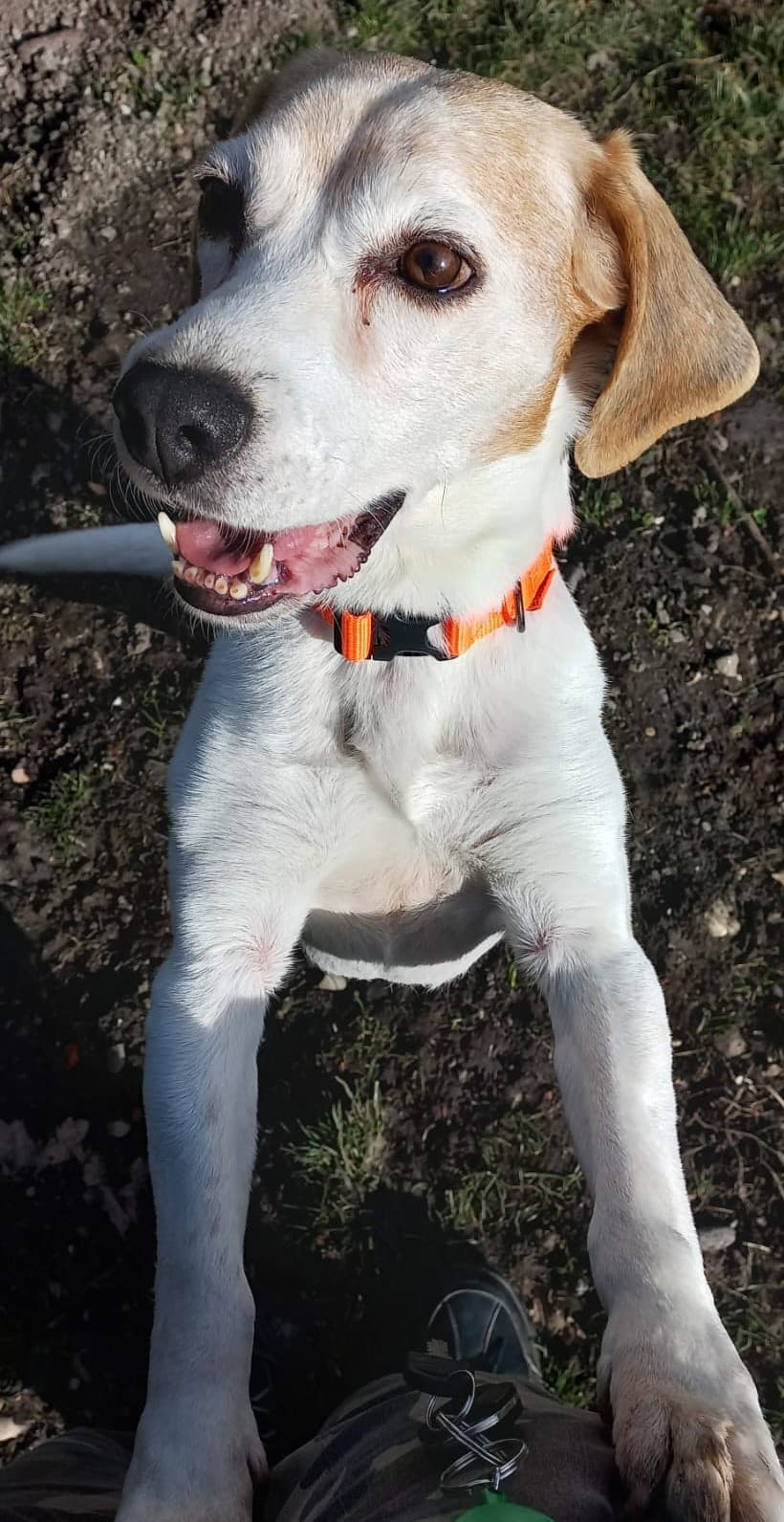 Timmi - Beagle - Bild 3