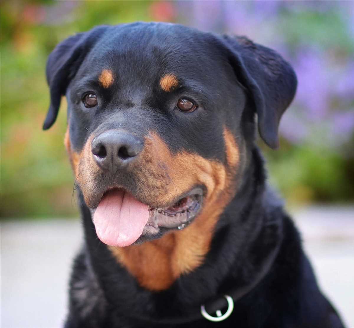 Rottweiler Arni