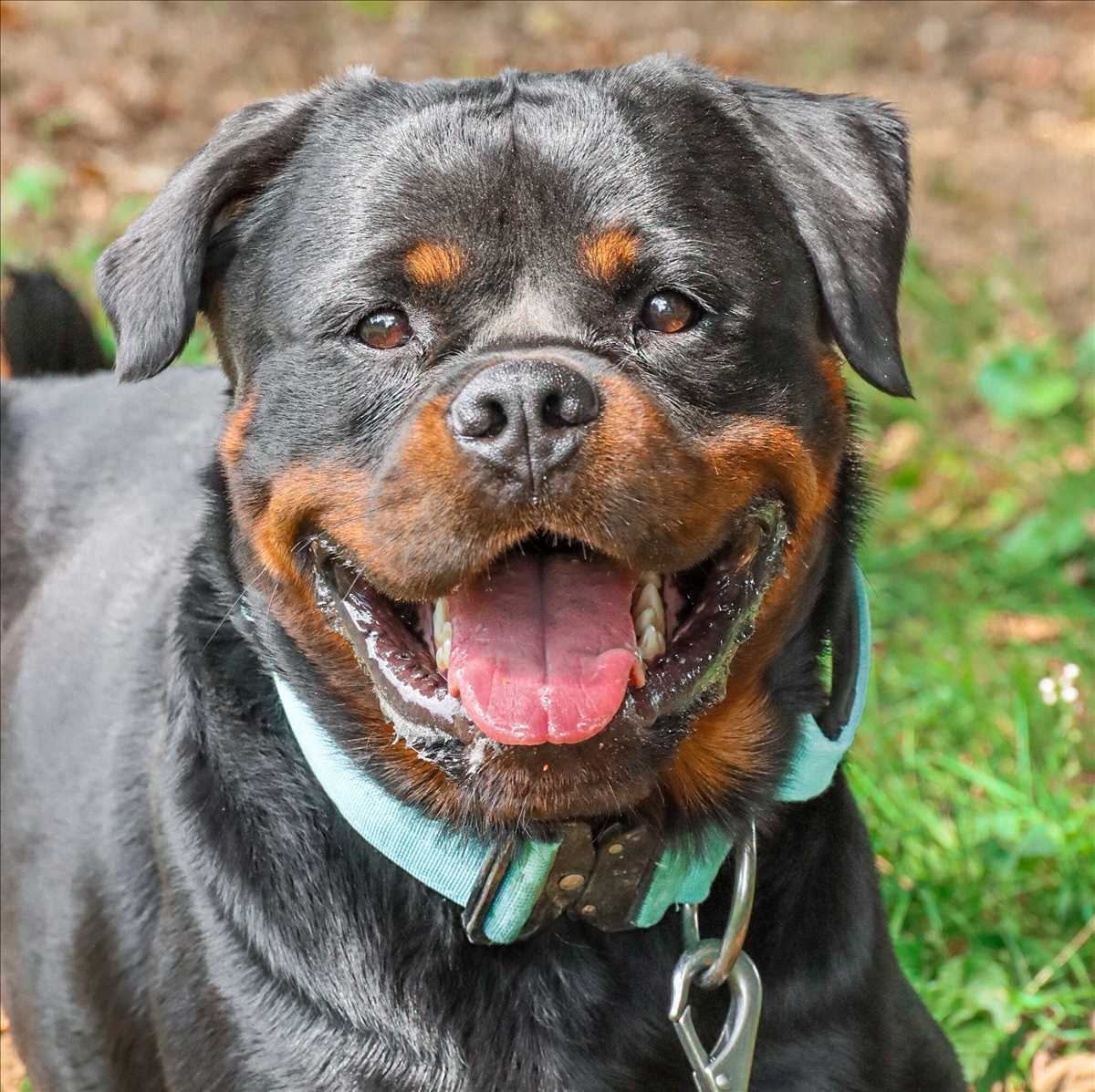 Rottweiler Smartie
