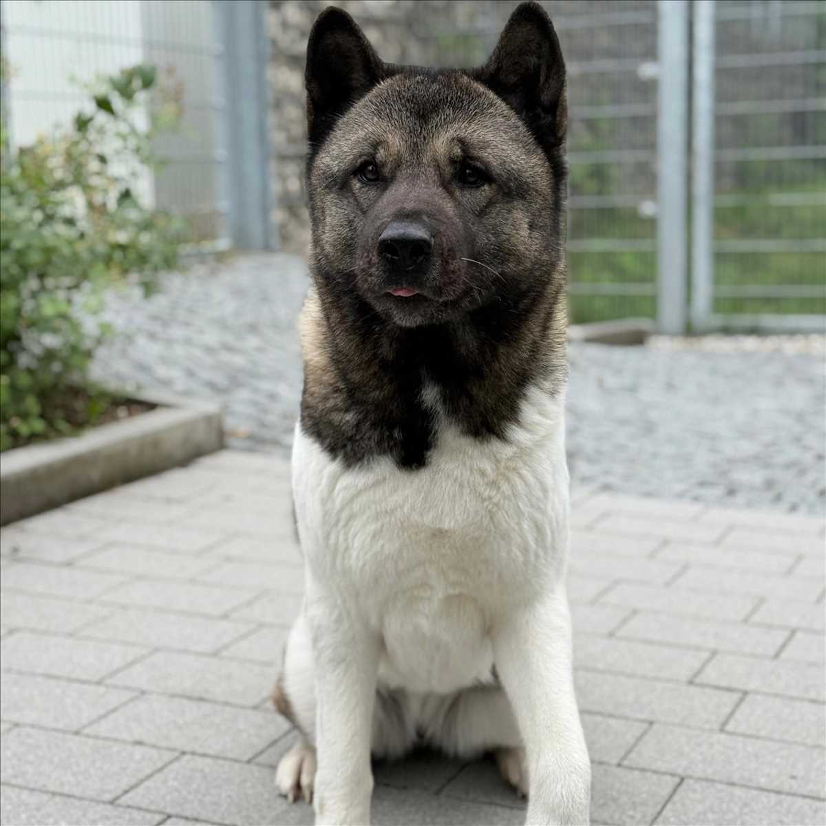 Sky - Akita - Bild 2