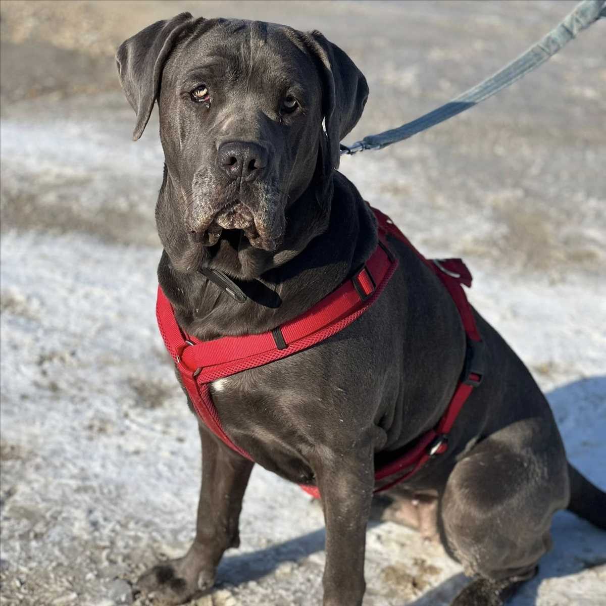 Cane Corso Italiano Coco