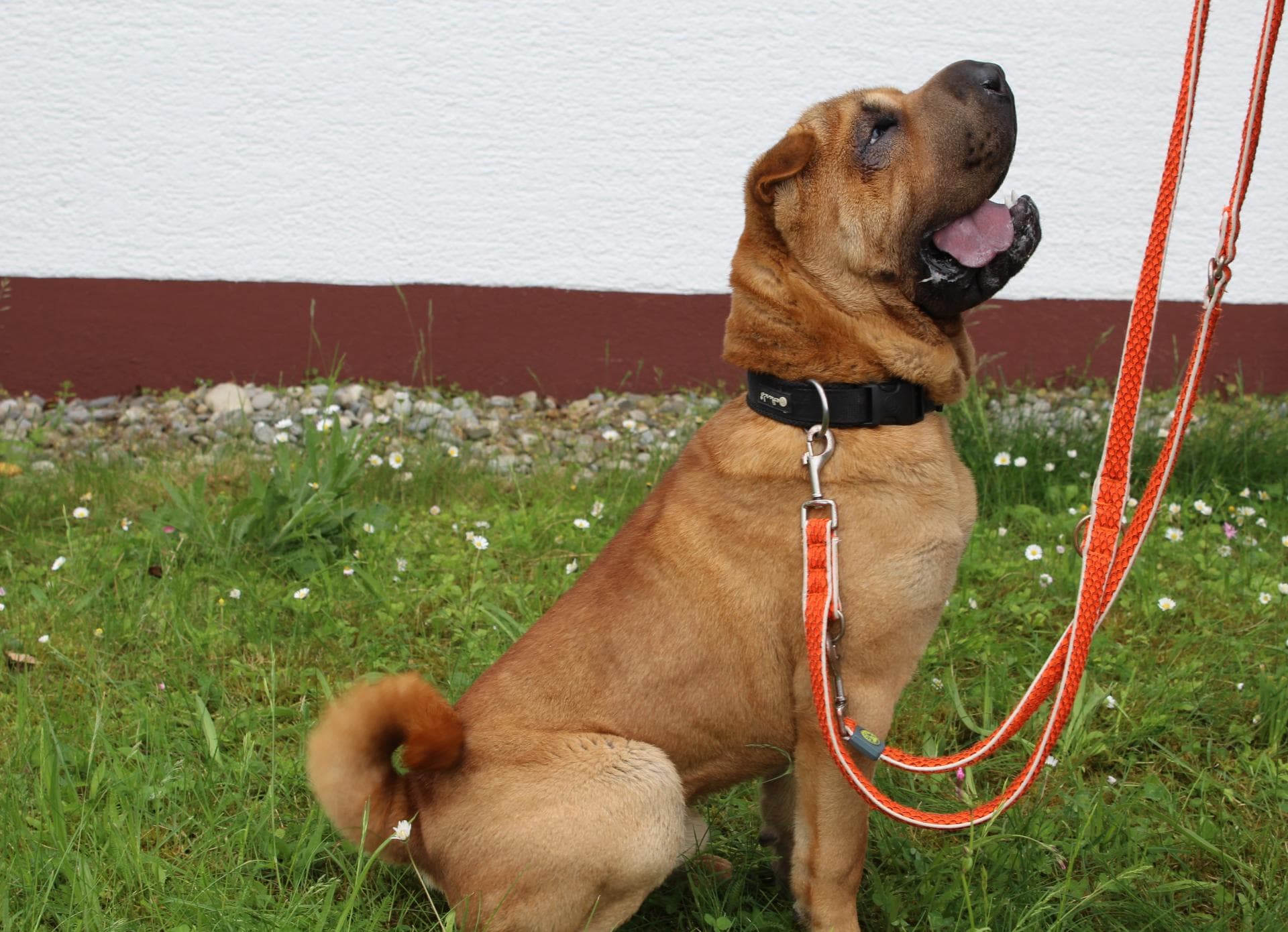 Toni - Shar-Pei - Bild 2