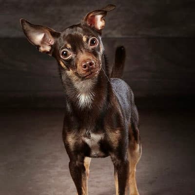 Maya - Chihuahua - Bild 2