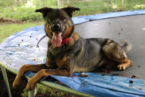 Mia - Deutscher Schäferhund - Bild 2