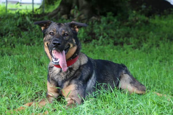 Mia - Deutscher Schäferhund - Bild 3