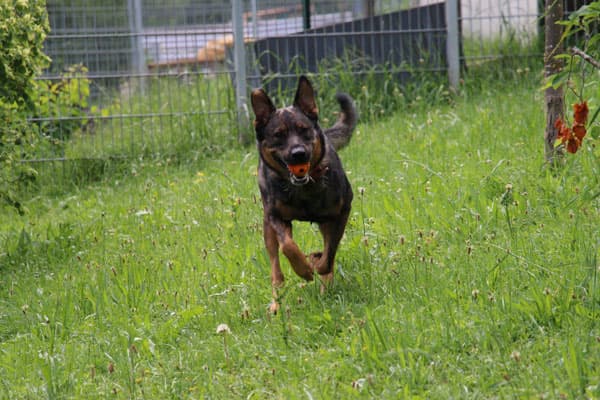 Mia - Deutscher Schäferhund - Bild 4