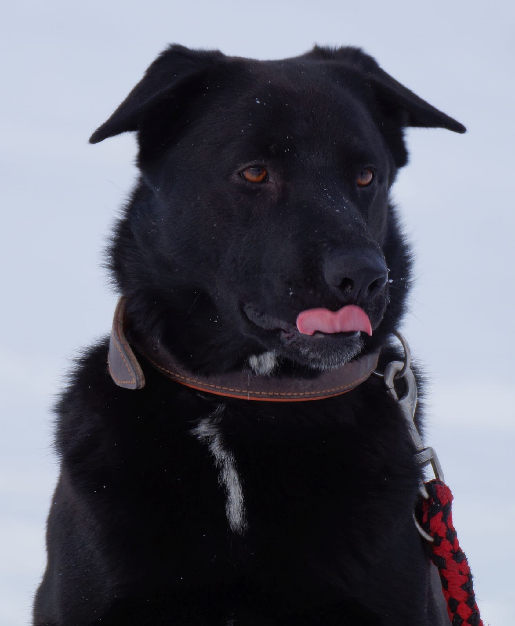 Buddy - Deutscher Schäferhund - Bild 15