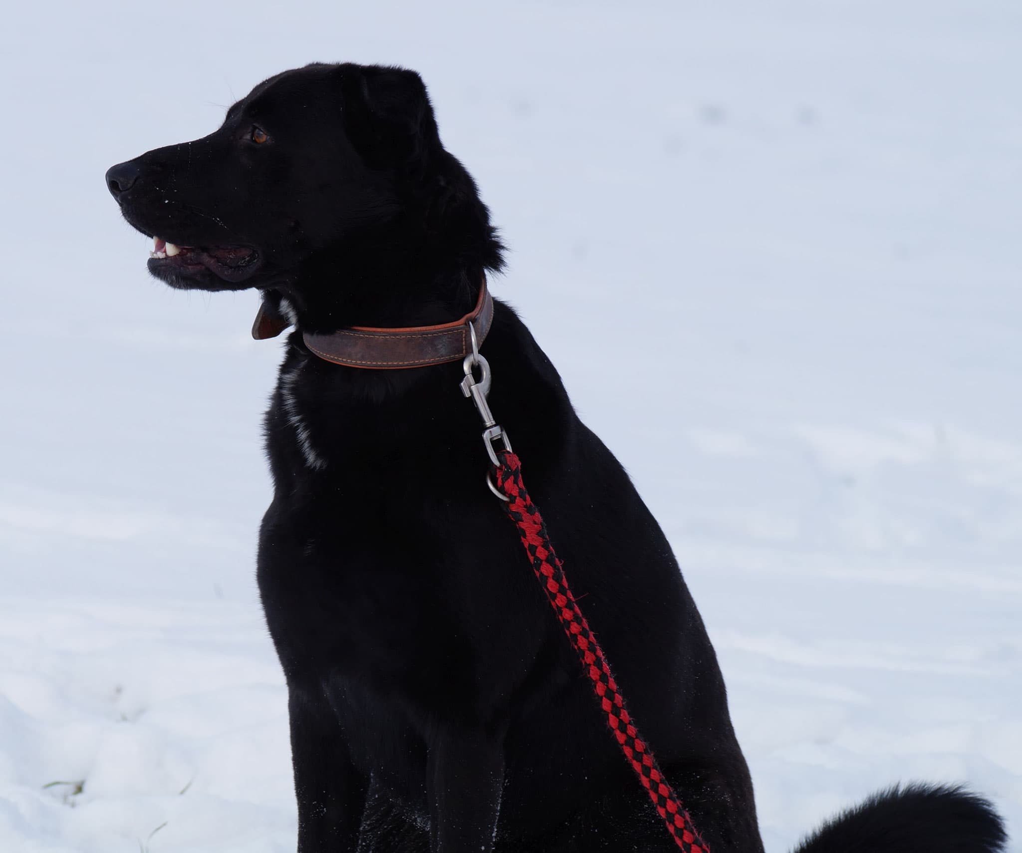 Buddy - Deutscher Schäferhund - Bild 13