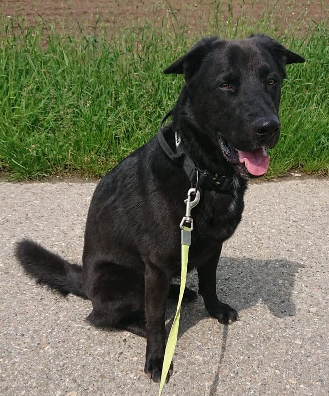 Buddy - Deutscher Schäferhund - Bild 4