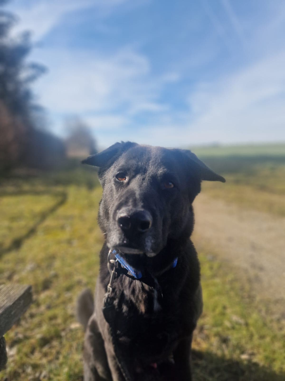 Buddy - Deutscher Schäferhund - Bild 8