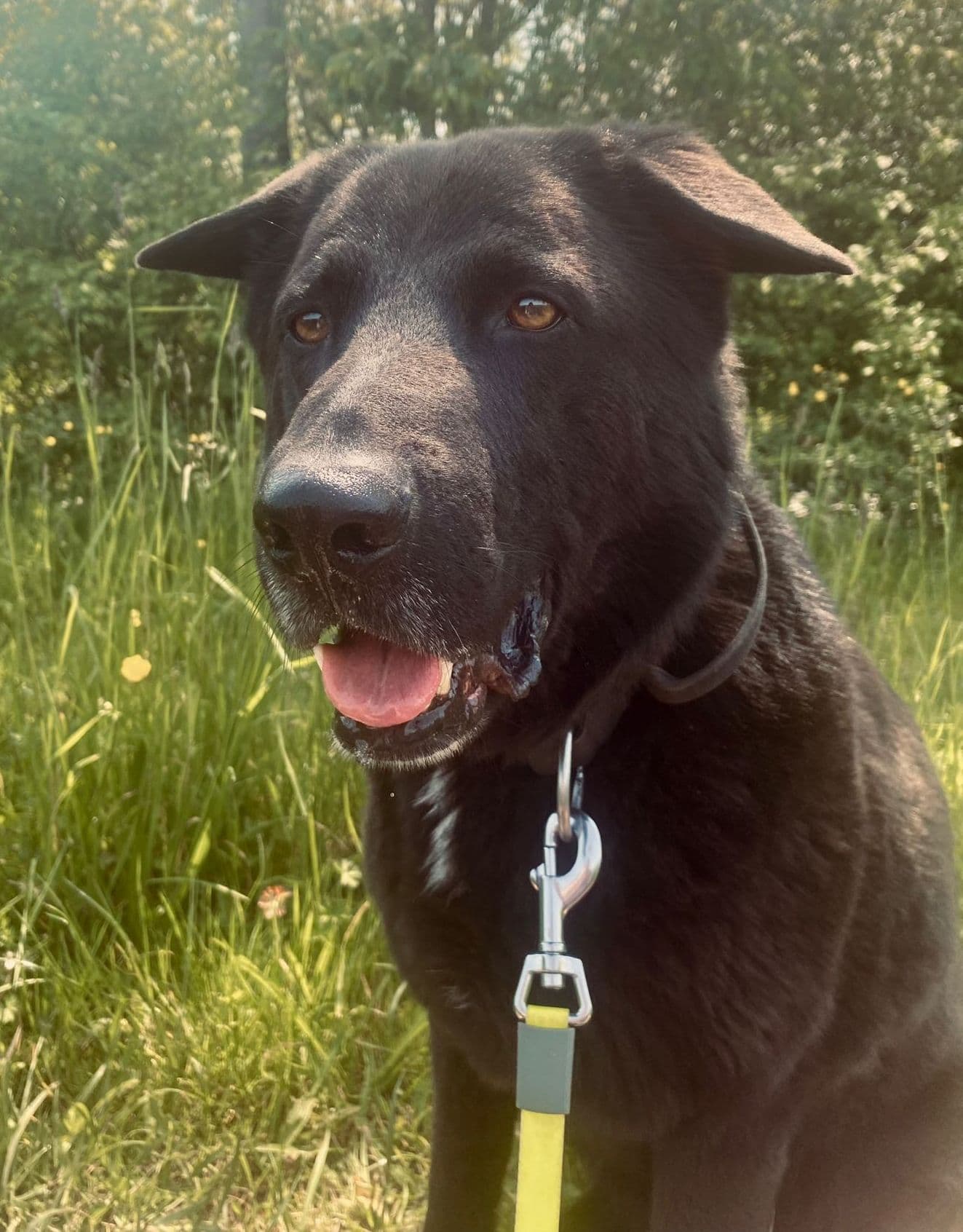 Buddy - Deutscher Schäferhund - Bild 11