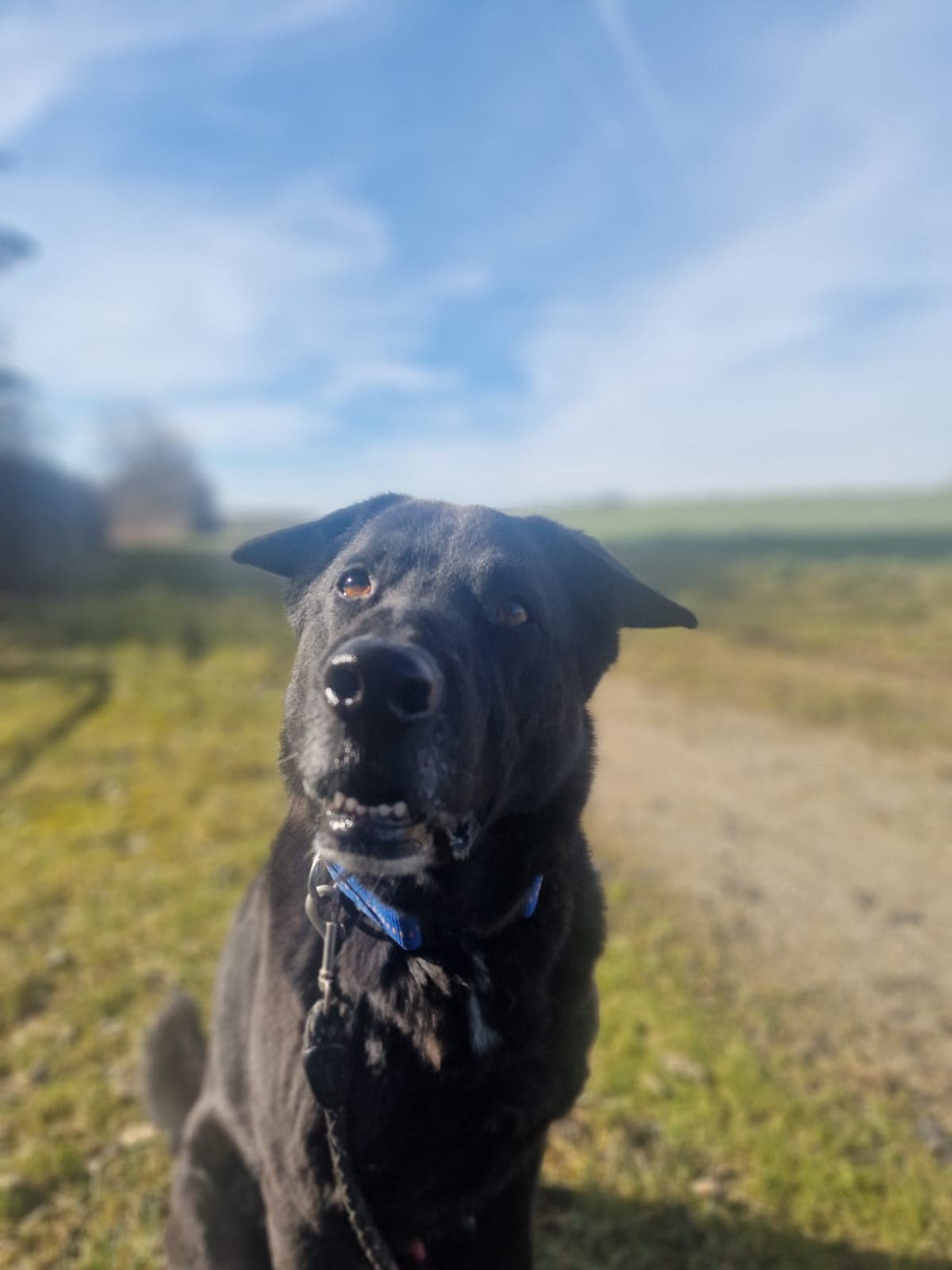 Buddy - Deutscher Schäferhund - Bild 7