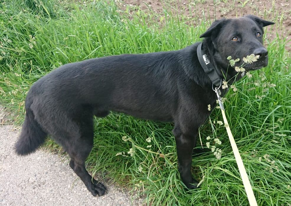 Buddy - Deutscher Schäferhund - Bild 2