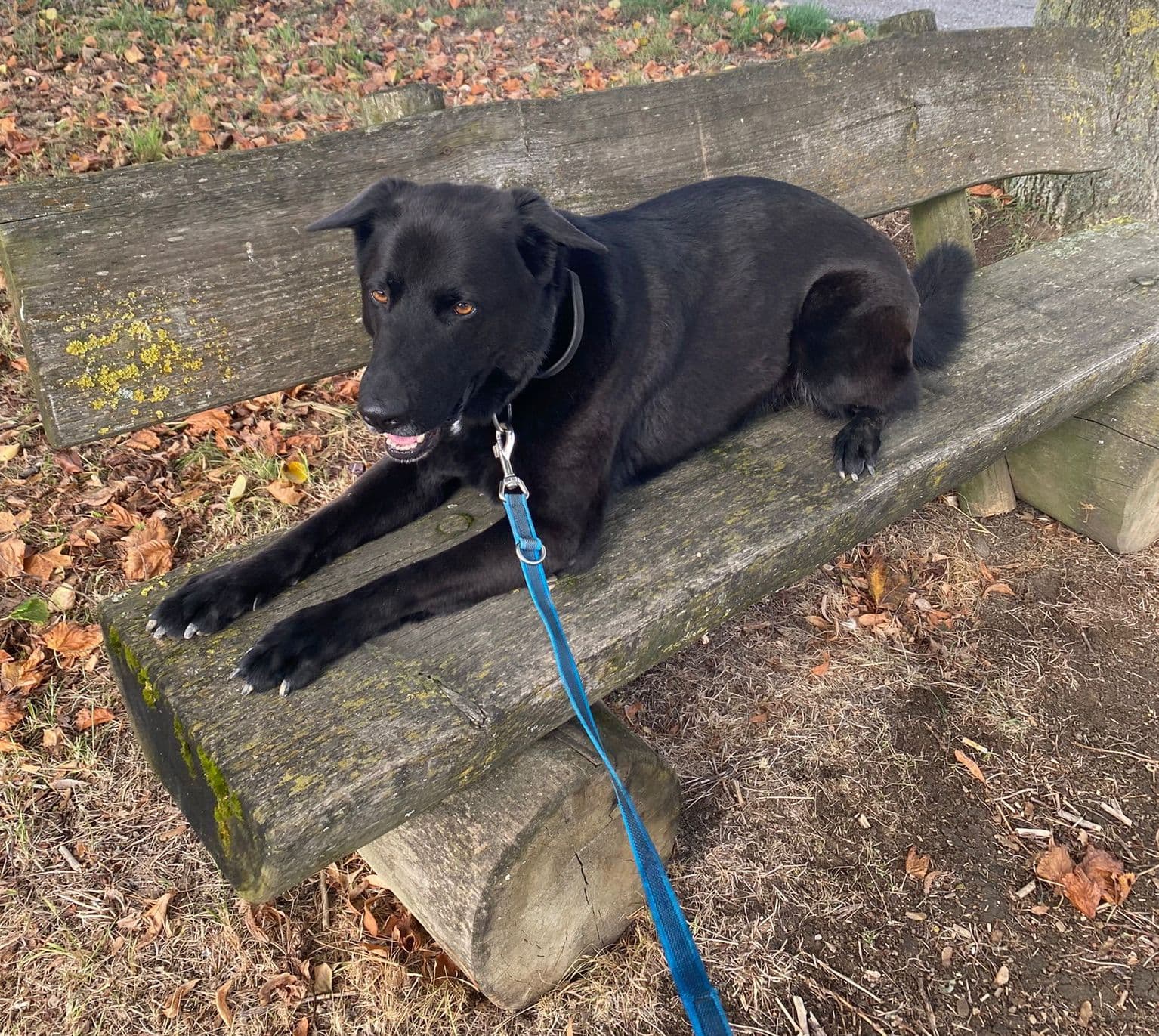 Buddy - Deutscher Schäferhund - Bild 10