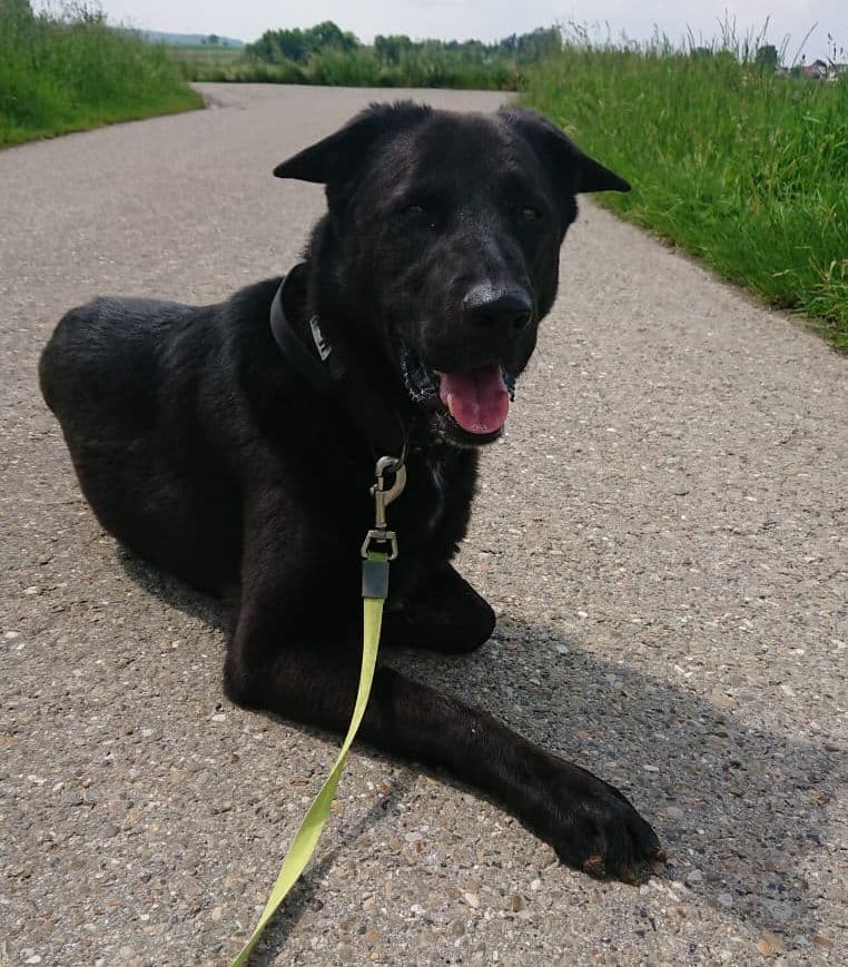 Buddy - Deutscher Schäferhund - Bild 3